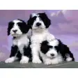Pretty Puppies Free Screensaver 