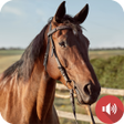 Иконка программы: Horse Sounds