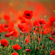 Icon of program: Poppies live wallpaper
