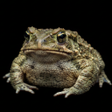 Icon of program: Toad Sounds