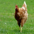 Beautiful chickens icon