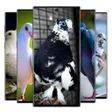 Icoon van programma: Pigeon wallpaper