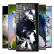 Icon of program: Pigeon wallpaper