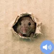 Mouse Sounds and Wallpapers icon