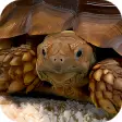 Sea Turtle 3D Video Live Wallpaper