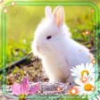 プログラムのアイコン：Bunny Fluffy Live Wallpap…