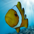 プログラムのアイコン：Fish Simulator