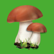 プログラムのアイコン：Edible mushroom