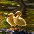 ไอคอนของโปรแกรม: Duck Wallpapers