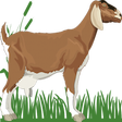 Icon of program: A-Z Animals Book