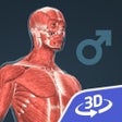 Ikon program: Human body male 3D