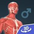 Human body male 3D