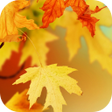 プログラムのアイコン：Autumn Video Wallpaper