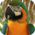 أيقونة البرنامج: Parrot Live Wallpaper