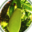 Ikona programu: Farmfirst Wholesale