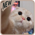 Icon of program: Funny Cat Sticker Collect…