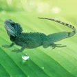 Lizard Wallpapers