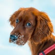 Ícone do programa: Puppy Journal - Your Dog …