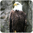 Иконка программы: Eagle Bird sim Flight
