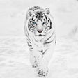 Ikon program: White Tiger Wallpaper Hd