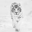 White Tiger Wallpaper Hd