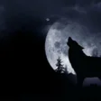 أيقونة البرنامج: مسلسل وادي الذئاب جميع ال…