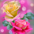 プログラムのアイコン：Rose Wallpaper : Flowers