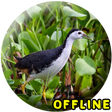 Icoon van programma: Suara Burung Ruak Ruak MP…