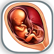 Icon of program: Pregnancy Week by Week