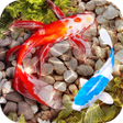 Icon of program: Fish Tank Animated Keyboa…