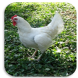 プログラムのアイコン：મરઘપલન  poultry
