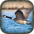 プログラムのアイコン：Goose Hunting Calls