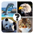 プログラムのアイコン：Animals quiz - guess anim…