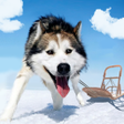 プログラムのアイコン：Alaskan Malamute Simulato…