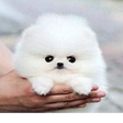 Icon of program: cute cats and dogs