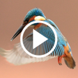プログラムのアイコン：Bird Video Live Wallpaper