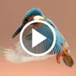 Bird Video Live Wallpaper