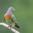 プログラムのアイコン：Green pigeon sounds ~ Sbo…