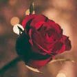 أيقونة البرنامج: Red rose wallpaper