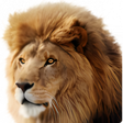 Icon of program: Mac OS X Lion Wallpapers