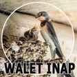 Иконка программы: Suara pemanggil walet & i…