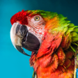 プログラムのアイコン：The Parrot