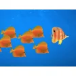 Bright Fishes Screensaver
