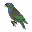 Icono de programa: Little Parrot