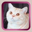 プログラムのアイコン：Kitty Cat Mah Jongg Solit…