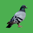 プログラムのアイコン：Decoy on the field bird