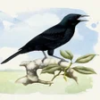プログラムのアイコン：Black Bird