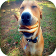 Icono de programa: Funny Pics