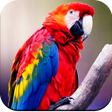 Icon of program: Parrot Wallpapers 4K