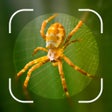 Ícone do programa: Spider Identifier Bug Fin…